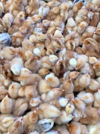 Castellomontegiove Chickens